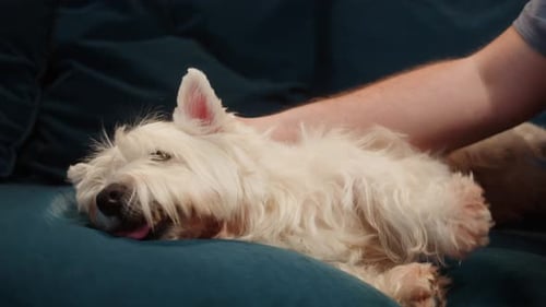 Dog Getting Affection on Blue Couch