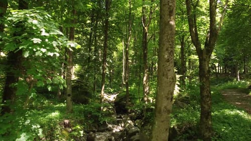 Summer Mountain Forest