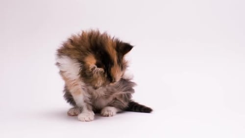 Kleines flauschiges Kätzchen sitzt und schaut in die Kamera