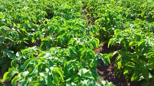 Field of Green Potato Bushes. Top View of Potato Field. White Blooming Potato Flower on Farm Field.
