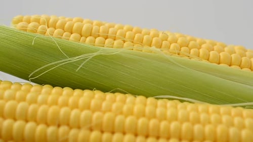 Fresh Corn on the Cob Close Up