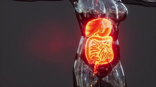 3D Transparent Human Torso with Glowing Internal Organs