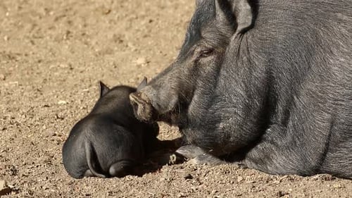Resting Pig with Piglet on Sunny Day
