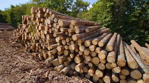 Pine Logs Stacked on Sawmill Ground Yard Near Forest Belt