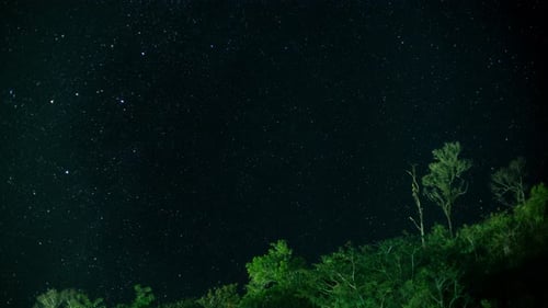 Starry Sky Above Treeline at Night