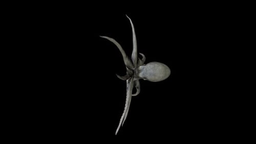 Grauer Oktopus Swim von oben
