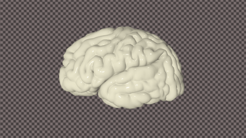 3D Brain rotates