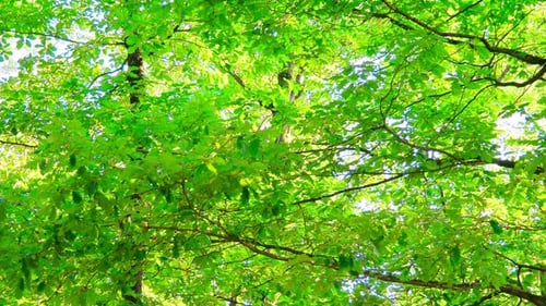 Green Oak Leaves Swaying in Sunlight
