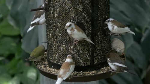 Tiny birds eating from a bird feeder