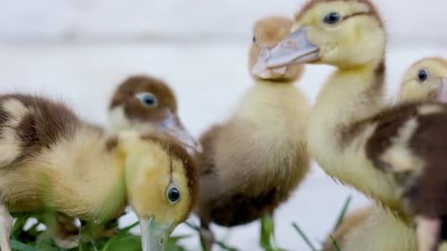 Kleine Entenküken im grünen Gras an sonnigem Tag