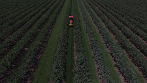 Aerial view of tractor mowing and spraying blueberry field