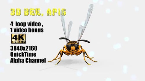 3d Bienen Apis