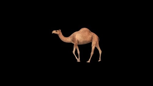 Lonely Camel