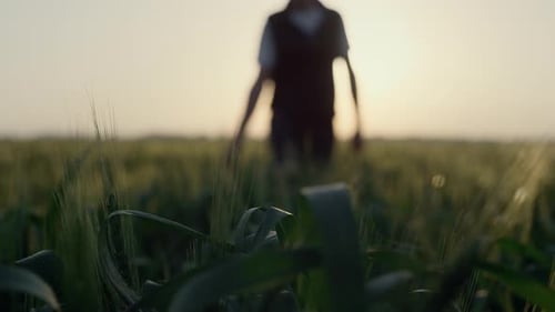 Farmer Walking Wheat Field Checking Crop on Sunset