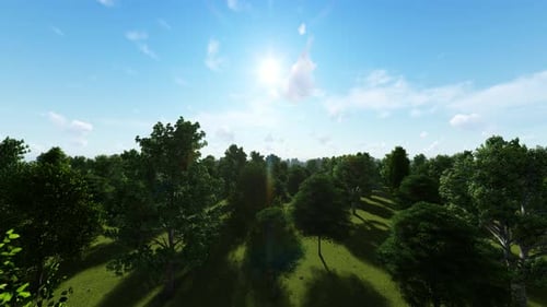 Fly Over The Forest