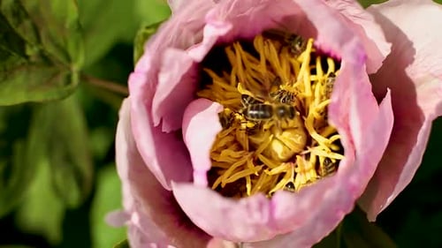 Bees Pollinating Pink Flower with Yellow Stamen