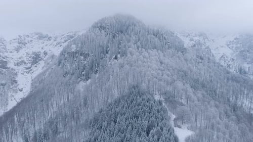 Flight over winter woods with frozen trees