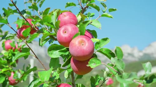 Bunch of Ripe Red Apples Grows on Tree Branch at Sunlight