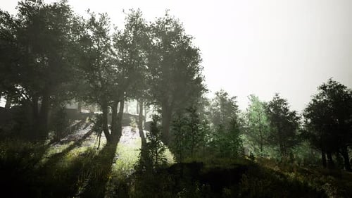 Hyperlapse in a Summer Forest in Fog