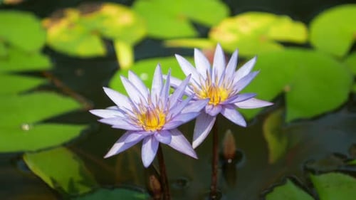 Two Water Lilies in Pond Close Up