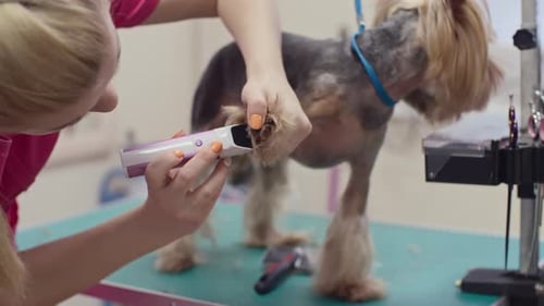 Woman Grooming Paw of Yorkshire Terrier