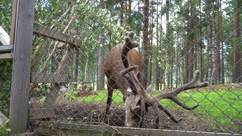 Norwegischer Hirschbock mit massivem Geweih frisst Blätter hinter Zaun im Zoo - Summertime Low a