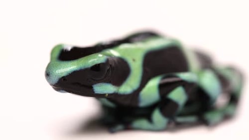 poison dart frog macro closeup breathing slomo