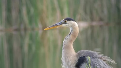 Great Blue Heron Standing in Marshy Wetland Area
