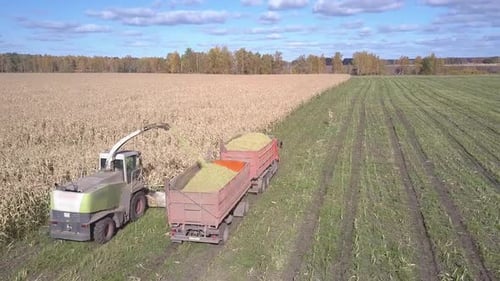 Close Harvester Pours Corn Foliage Into Almost Full Trailer