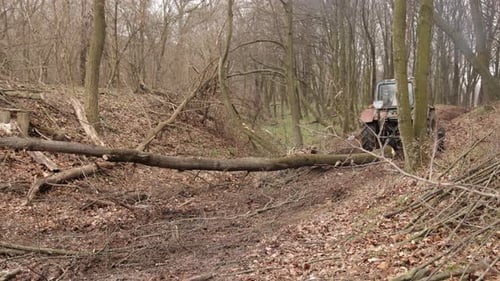 Holz ist notwendig für das Land, schadet aber der Ökologie und den Problemen des Tourismus