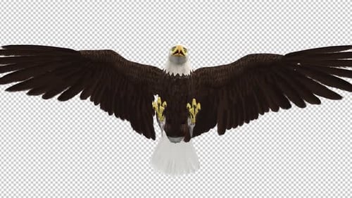 Weißkopfseeadler Fliegende Attacke