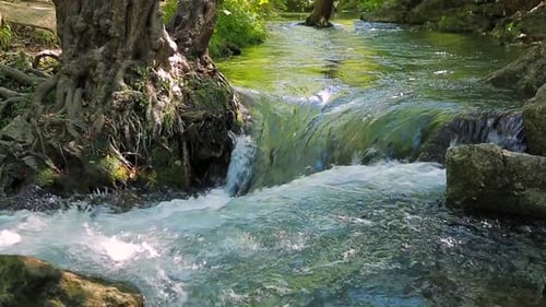 Une petite cascade lave les racines d'un arbre