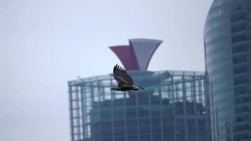 Eagle Soaring Among City Skyscrapers