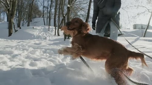 Junger Spanielhund spielt im Winter draußen im Schnee