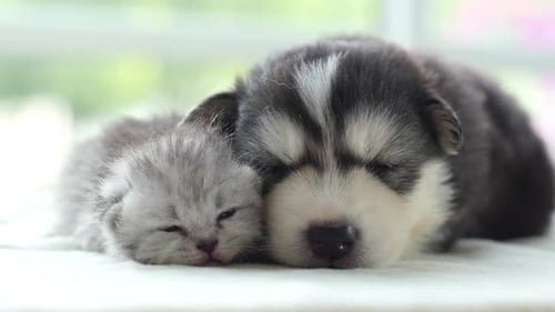 Sleeping Kitten and Puppy Cuddle Together