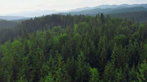 Hill Valley Mountains Tree Forest Pine Sun Sunset Nature Plant