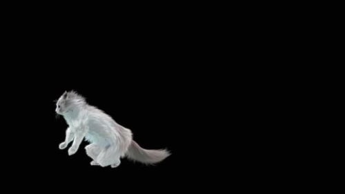 Katze HD