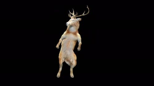 Animated Deer Dancing on Hind Legs