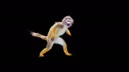 Monkey Dance 4K