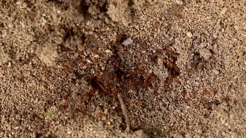 Ant Hill with Ants