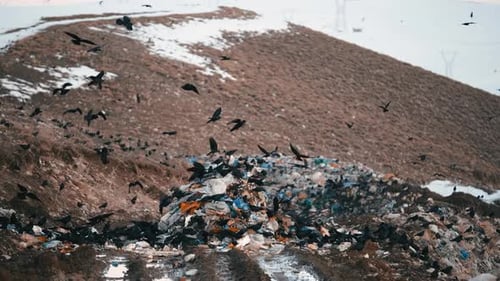Krähen auf einer Müllkippe