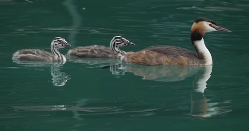 Great crested grebe with juveniles, (Podiceps cristatus), lake of Annecy, France