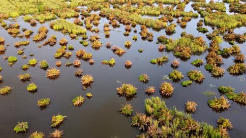 Aerial view wetland in sunshine hour