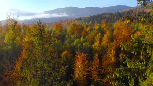 Aerial View of a Bright Autumn Forest on the Slopes of the Mountains at Sunrise