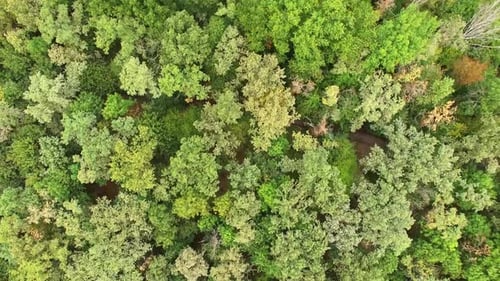 Forest Panorama