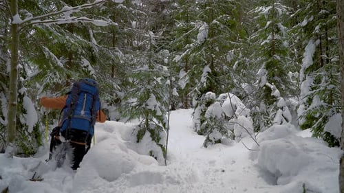 Backpacker Hiking in Winter Forest