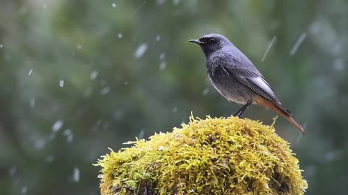 Small Bird Perched on Mossy Mound in the Rain