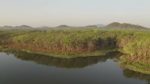 Nature Forest