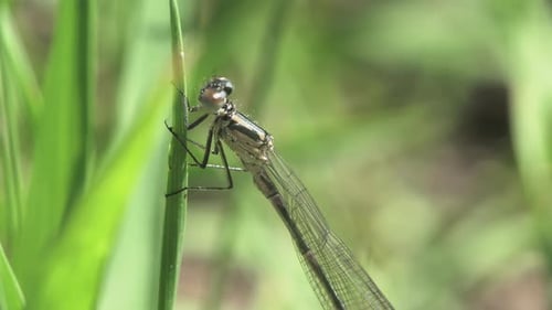 Libellule sur un brin d'herbe