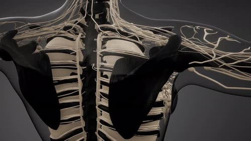 3D Human Torso Anatomy: Nervous System and Skeletal Structure Animation